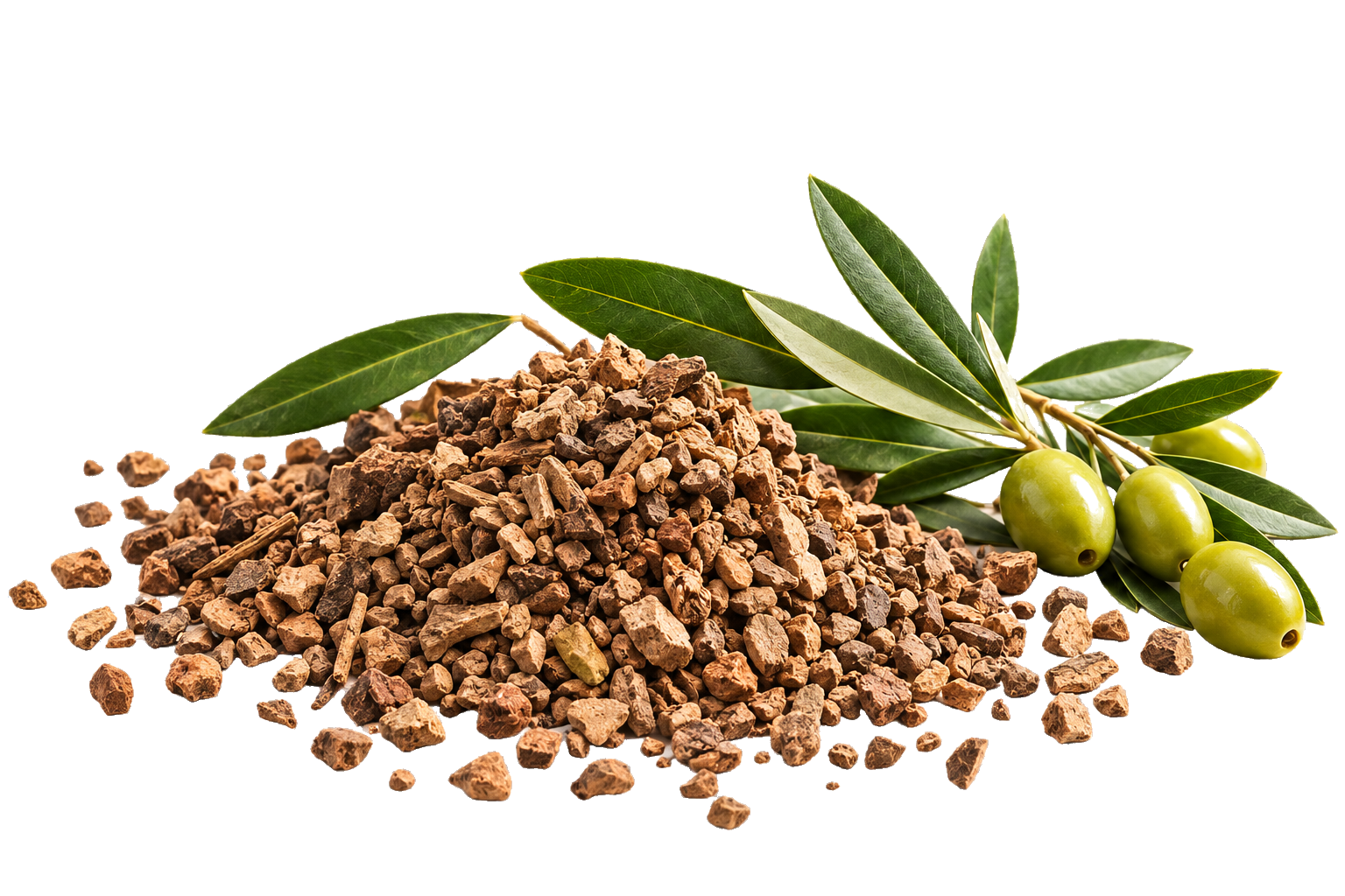 Composizione nocciolino di oliva e rametto di ulivo